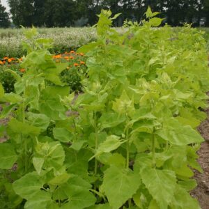 Семена Atriplex hortensis Garden Orache Green - премиальные органические семена из Нидерландов