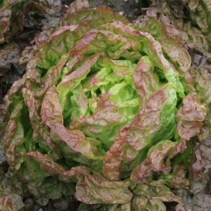Семена латука (Lactuca sativa) Marvel of Four Seasons - премиальные органические семена из Нидерландов