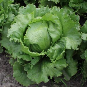 Семена салата латука (Lactuca sativa) Айсберг Саладин - премиальные органические семена из Нидерландов