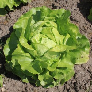 Семена латука (Lactuca sativa) De Bolster Suzan - премиальные органические семена из Нидерландов