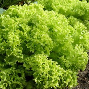 Семена латука (Lactuca sativa) De Bolster Lollo Bionda - премиальные органические семена из Нидерландов.