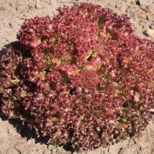 Семена латука (Lactuca sativa) De Bolster Lollo Rossa - премиальные органические семена из Нидерландов.