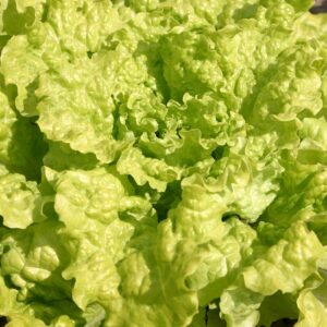 Семена латука (Lactuca sativa) Black Seeded Simpson - премиальные органические семена из Нидерландов