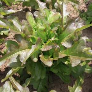 Семена латука (Lactuca sativa) De Bolster Cocarde - премиальные органические семена из Нидерландов