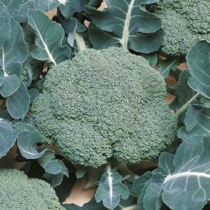 Семена брокколи (Brassica oleracea) De Bolster Belstar F1 - премиальные органические семена из Нидерландов