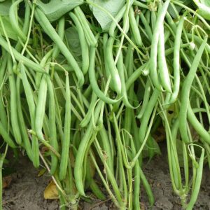 Семена фасоли широкой (Phaseolus vulgaris) De Bolster Domino - органические семена высшего качества из Нидерландов