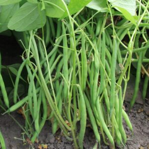 Phaseolus vulgaris (Фазеолус вульгарис) De Bolster Faraday - премиальные органические семена из Нидерландов.