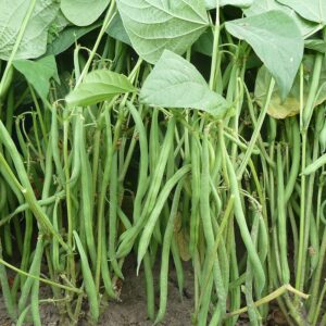 Семена фасоли широколистной (Phaseolus vulgaris) De Bolster Compass - премиальные органические семена из Нидерландов