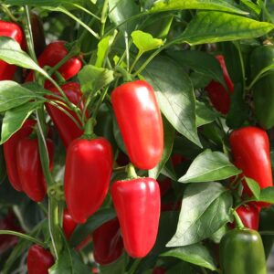 Семена Capsicum annuum (Капсикум аннуум) De Bolster Arwen - премиальные органические семена из Нидерландов.