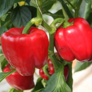 Capsicum annuum (Капсикум аннуум) De Bolster Olly F1 - органические семена премиум качества из Нидерландов