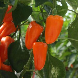 Семена Capsicum annuum (Капсикум аннуум) De Bolster Flynn - премиальные органические семена из Нидерландов.