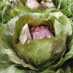 Семена дикого цикория (Cichorium intybus) De Bolster Leonardo F1 - премиальные органические семена из Нидерландов