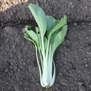 Семена китайской капусты (Brassica rapa) Taisai - премиальные органические семена из Нидерландов