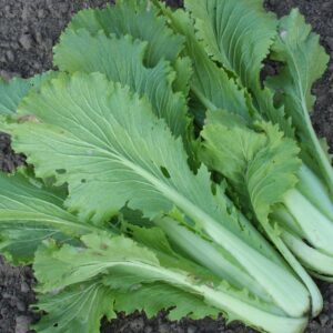 Семена китайской капусты (Brassica oleracea) De Bolster Garnet - премиальные органические семена из Нидерландов