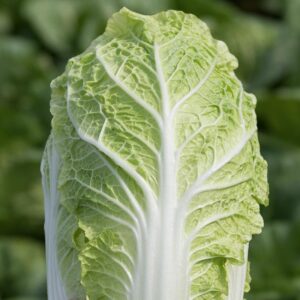 Семена китайской капусты (Brassica oleracea) De Bolster Emiko F1 - премиальные органические семена из Нидерландов
