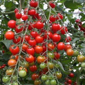 Семена томата Черри (Solanum lycopersicum) Де Больстер Бартелли F1 - органические семена премиум качества из Нидерландов