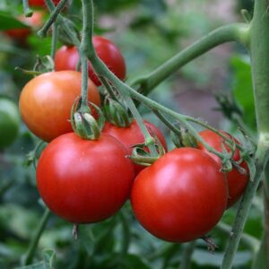 Семена початков томата (Solanum lycopersicum) De Bolster Matina - премиальные органические семена из Нидерландов.