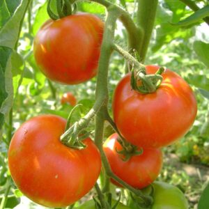 Семена початков томата (Solanum lycopersicum) De Bolster Tigerella Bicolore - премиальные семена сока из Нидерландов