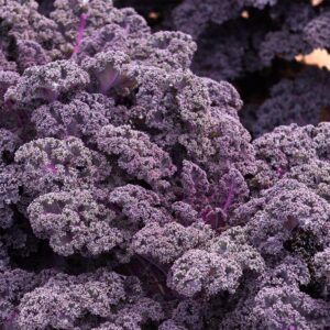 Семена капусты кудрявой (Brassica oleracea) De Bolster Redbor F1 - премиальные органические семена из Нидерландов