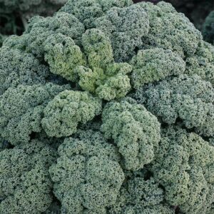 Семена капусты кудрявой (Brassica oleracea) De Bolster Darkibor F1 - премиальные органические семена из Нидерландов