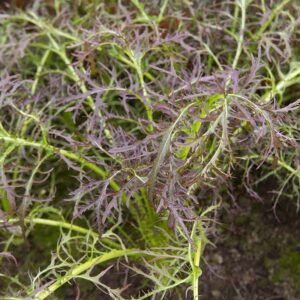 Семена клевера (Brassica juncea) De Bolster Purple Frills - премиальные органические семена из Нидерландов.