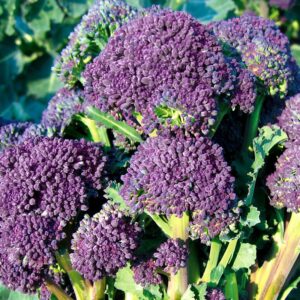 Семена фиолетовой брокколи (Brassica oleracea) De Bolster Santee F1 - премиальные органические семена из Нидерландов