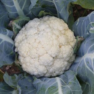 Семена цветной капусты (Brassica oleracea) Flora Blanca - премиальные органические семена в Нидерландах