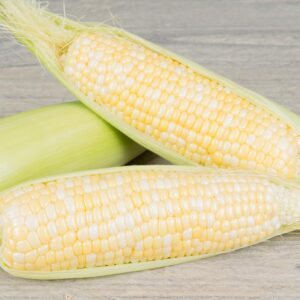 Семена свиткорна (Zea mays) De Bolster My Fair Lady F1 - премиальные органические семена из Нидерландов