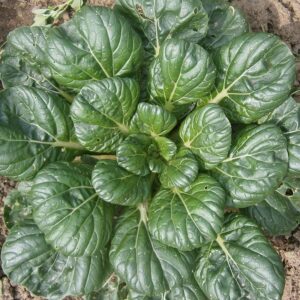Семена морской капусты (Brassica rapa) De Bolster Tatsoi - премиальные органические семена из Нидерландов