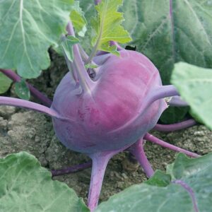 Семена жимолости (Brassica oleracea) De Bolster Hummingbird F1 - премиальные органические семена из Нидерландов