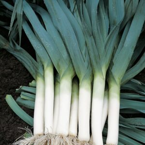 Семена лука-порея (Allium porrum) De Bolster Blauwgroene Herfst - органические семена премиум качества из Нидерландов