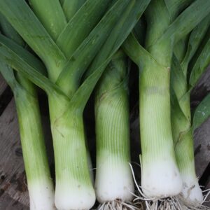 Семена лука-порея (Allium porrum) De Bolster Autumn Giant 2 - премиальные органические семена из Нидерландов