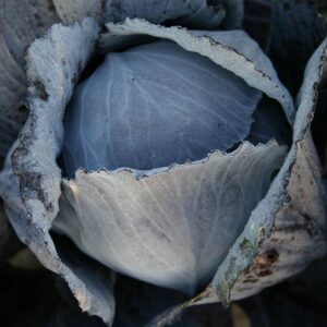 Семена краснокочанной капусты (Brassica oleracea) Langedijker Bewaar 2 - премиальные органические семена из Нидерландов
