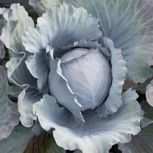 Семена краснокочанной капусты (Brassica oleracea) De Bolster Klimaro F1 - органические семена премиум качества.