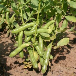 Семена фасоли полевой (Vicia faba) De Bolster Ratio - премиальные органические семена из Нидерландов