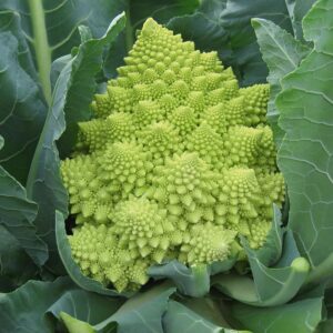 Семена римской цветной капусты (Brassica oleracea) De Bolster Veronica F1 - премиальные органические семена из Нидерландов