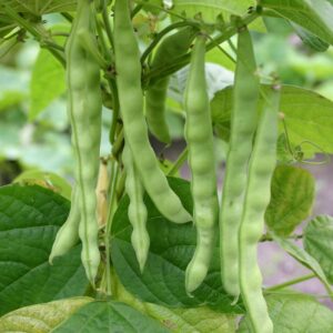 Семена фасоли Ронива (Phaseolus vulgaris) De Bolster Mechelse Tros - Premium mah