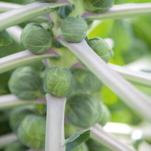 Семена брюссельской капусты (Brassica oleracea) De Bolster Irene F1 - премиальные органические семена из Нидерландов