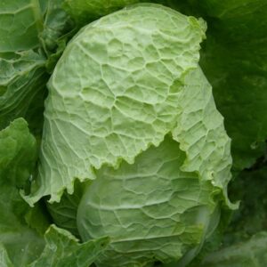 Семена савойской капусты (Brassica oleracea) Bloemendaalse Gele - премиальные органические семена из Нидерландов.