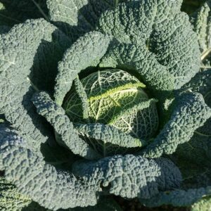 Семена савойской капусты (Brassica oleracea) De Bolster Cantasa F1 - премиальные органические семена из Нидерландов