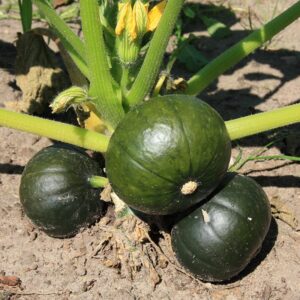 Семена кабачка (Cucurbita maxima) De Bolster Zappalito - премиальные органические семена из Нидерландов