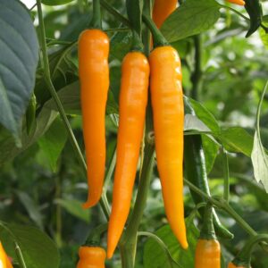 Семена острого перца (Capsicum annuum) De Bolster Koh Tao - премиальные органические семена из Нидерландов