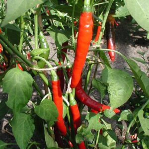 Семена острого перца (Capsicum annuum) De Bolster Westlandse Lange Rode - премиальные органические семена из Нидерландов