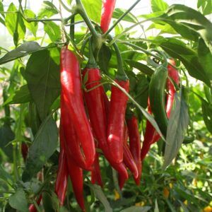 Семена острого перца (Capsicum annuum) De Bolster Koh Samui F1 - премиальные органические семена из Нидерландов