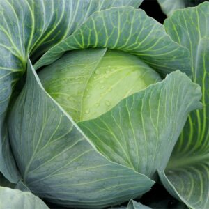 Семена белокочанной капусты (Brassica oleracea) De Bolster Impala F1 - премиальные органические семена из Нидерландов