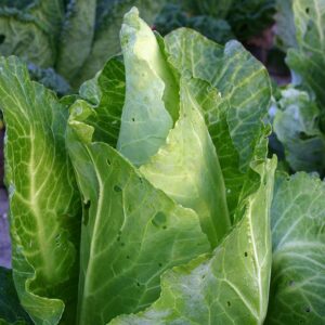 Семена белокочанной капусты (Brassica oleracea) De Bolster Filderkraut - премиальные органические семена из Нидерландов