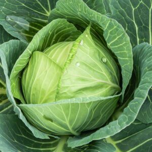 Семена белокочанной капусты (Brassica oleracea) Langedijker Bewaar - премиальные органические семена из Нидерландов