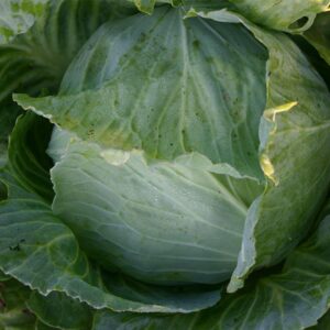 Семена белокочанной капусты (Brassica oleracea) Roem van Enkhuizen 2 - премиальные органические семена из Нидерландов