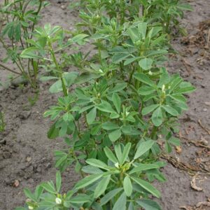 Семена пажитника (Trigonella foenum-graecum) De Bolster Fenugreek - премиальные органические семена из Нидерландов