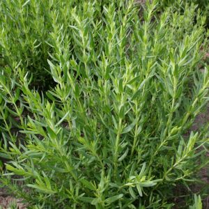 Семена иссопа (Hyssopus officinalis) De Bolster Hyssop - премиальные органические семена из Нидерландов